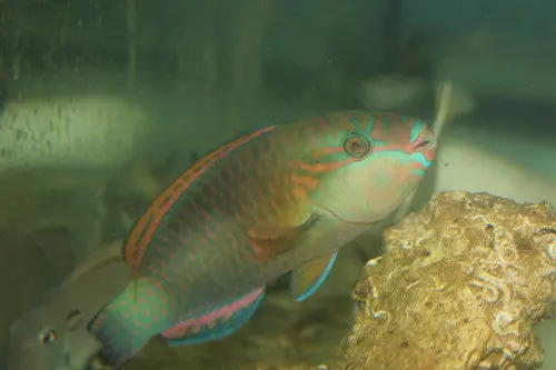Quoyi Parrotfish (4-5") 1