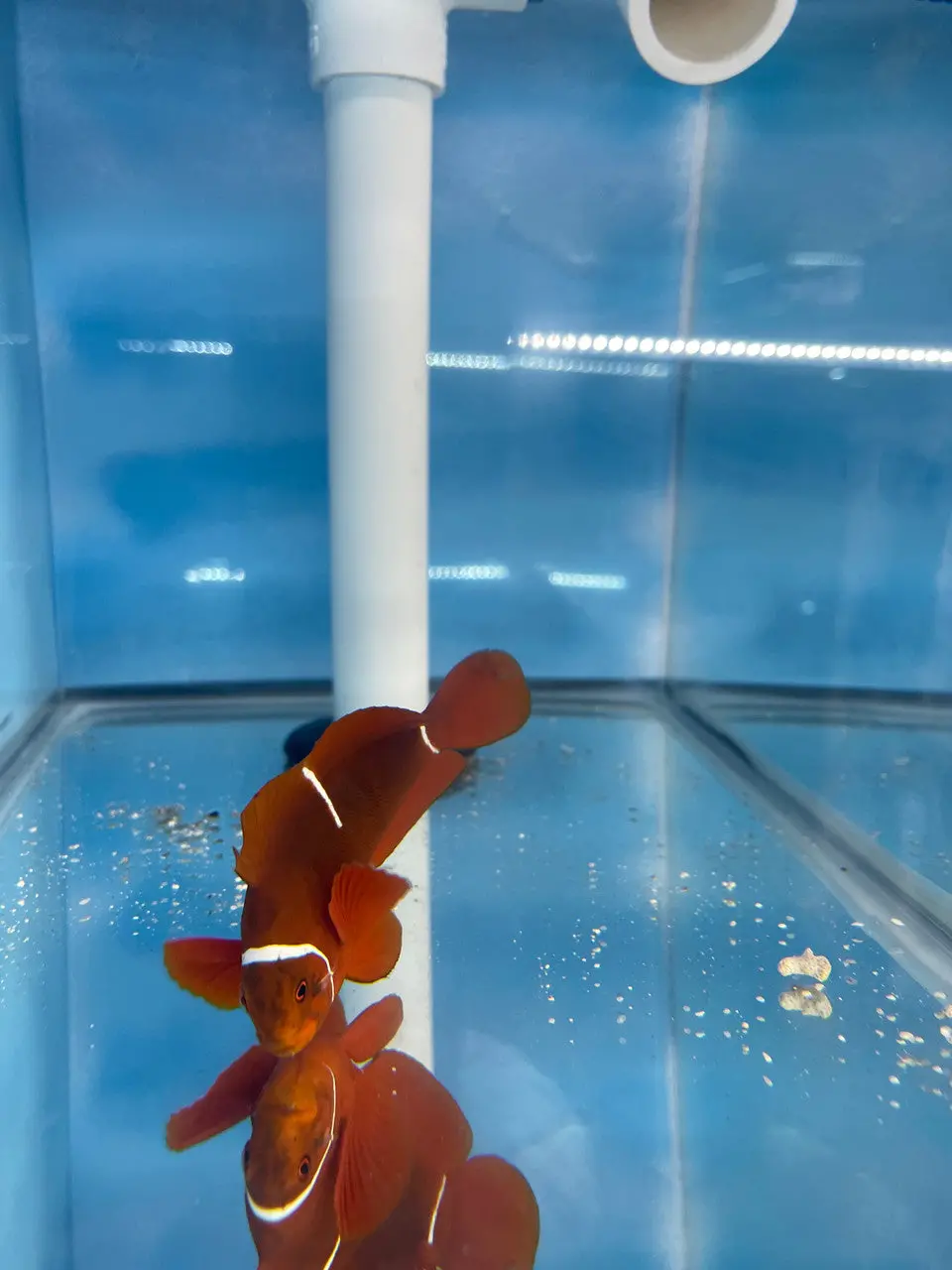Wild Caught Naked Maroon Clownfish 1