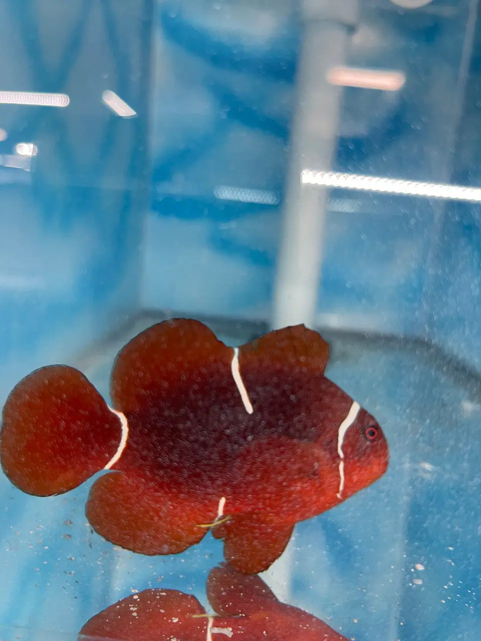 Wild Caught Naked Maroon Clownfish 2
