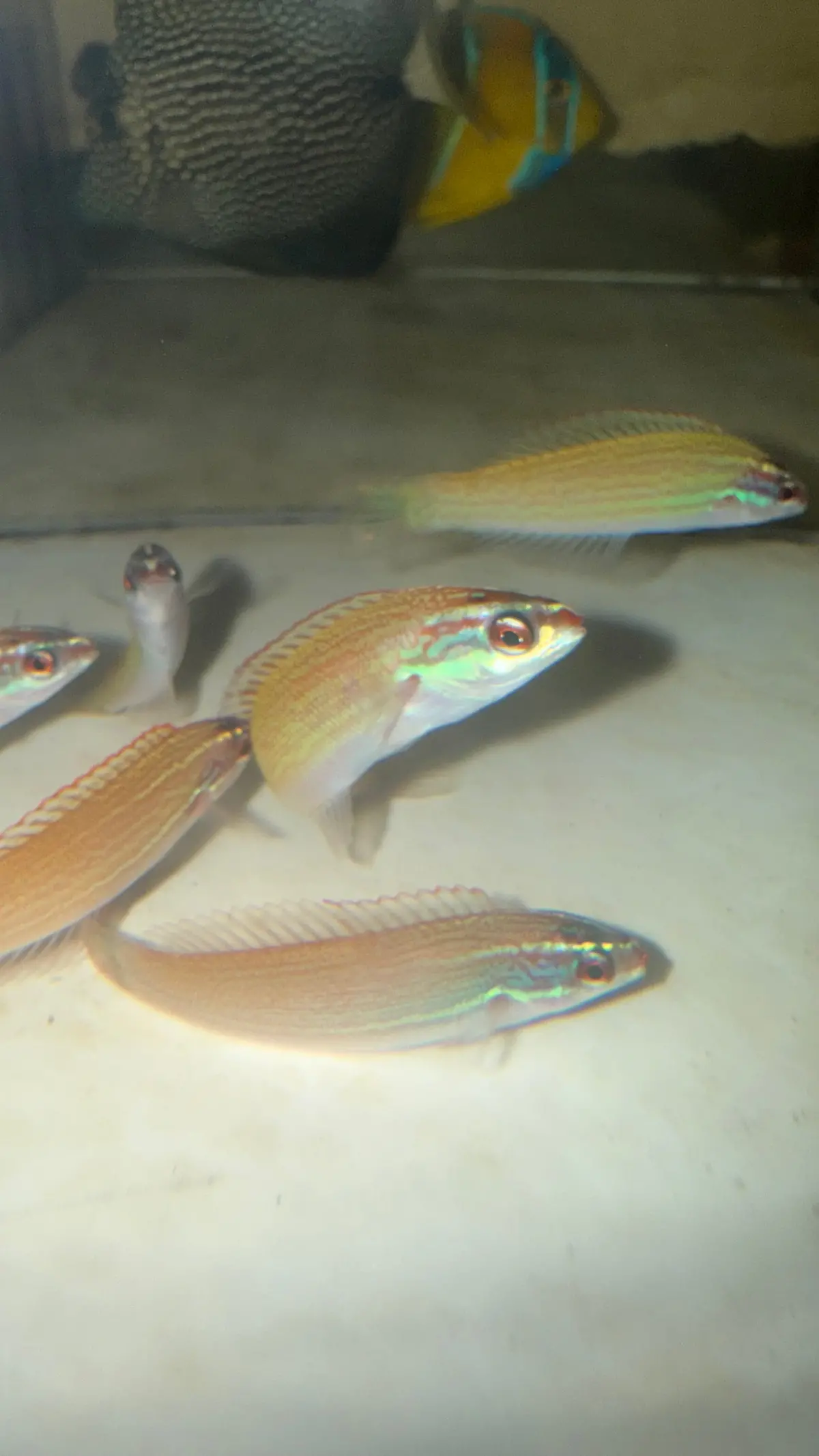 Redspot (Pink) Wrasse - Pseudocoris Yamashiroi 1