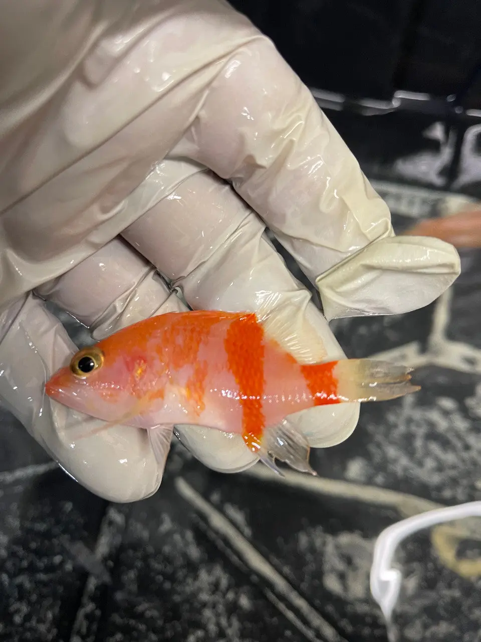 Plectranthias Retrofaciatus 1
