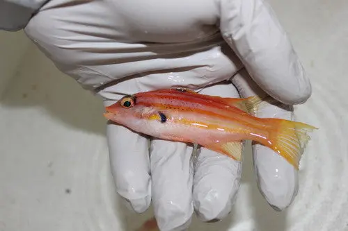 Five Stripe Hogfish-Bodianus Paraleucostictus 1
