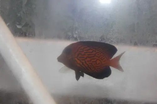 Chevron Tang (2" Juv) 1