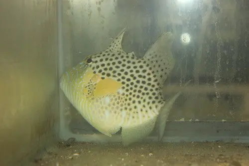 Golden Heart Trigger | Balistes Punctatus (5-6") 1