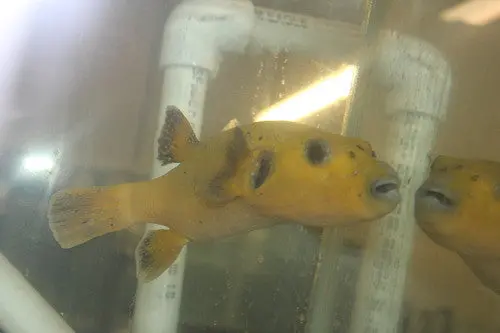 Golden Pufferfish (Tahiti 5-6") 1