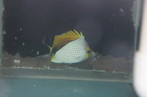 Declivis Butterfly (3-4") 1