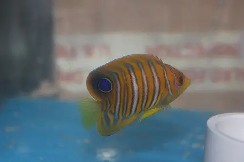 Regal Angel (Indo, 2-1/2") 1