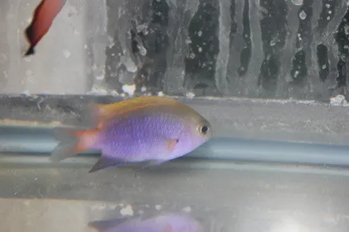 Bleeker's Damsel 1