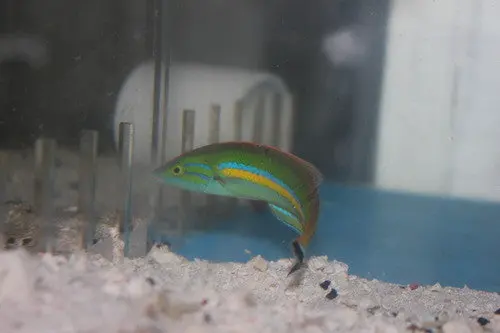 Blue Pencil Wrasse (Male) 1