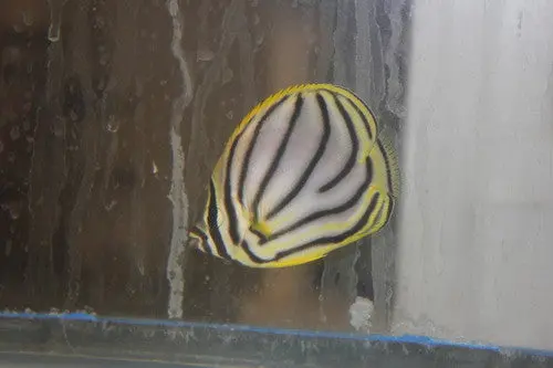 Meyer's Butterfly (3") 1