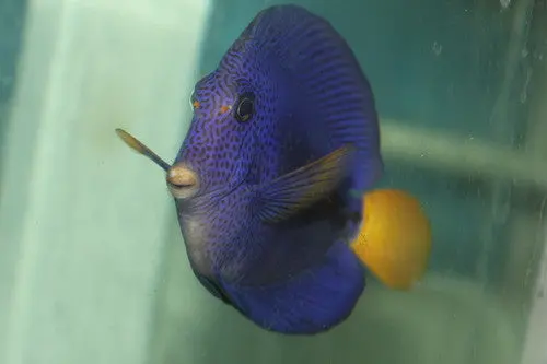 Purple Tang | Zebrasoma Xanthurus | 4-6" (Some Lateral Line Damage) 1