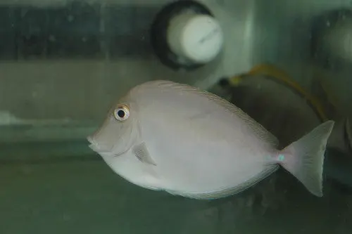 Unicorn Tang 6" 1