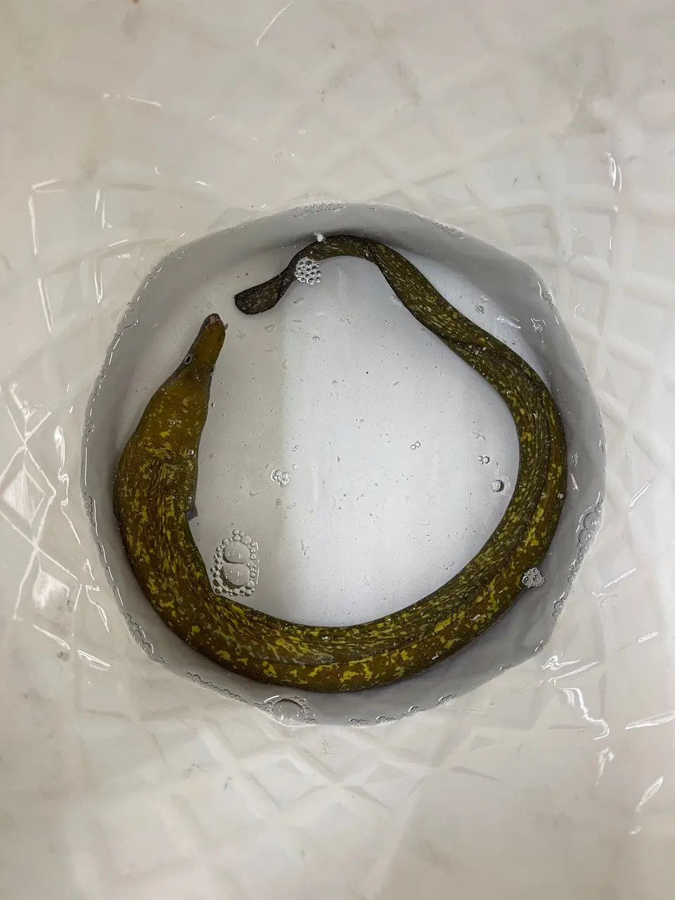 Golden Fangtooth Moray (Enchelycore Anatina) 1