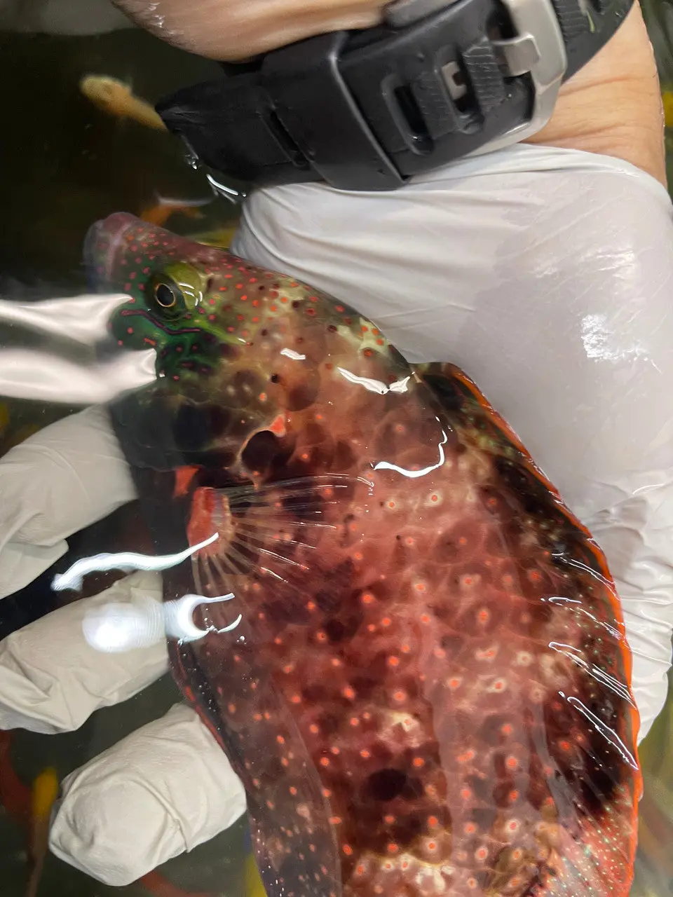 Abudjubbe Wrasse | Cheilinus Abudjubbe 8" 1