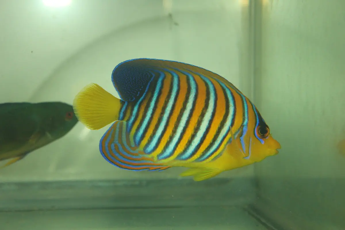 True Red Sea Regal Angel (4-5") 1