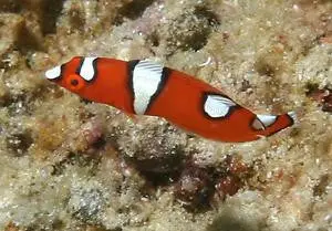 Yellowtail Coris Wrasse - 2-3" Juv 1
