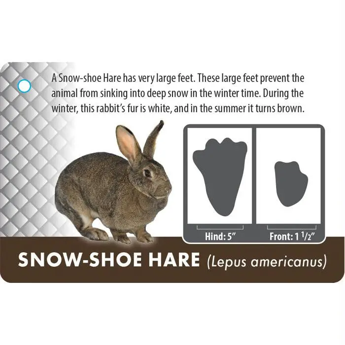 Animal Tracking Cards 1