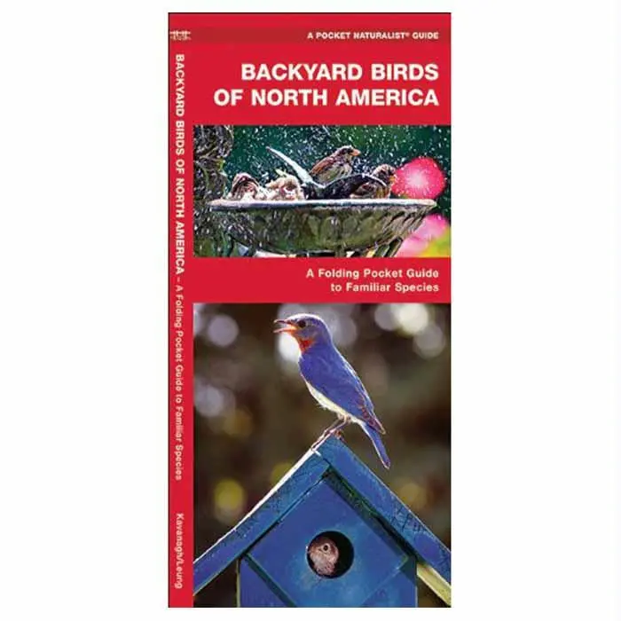 Backyard Birds: Na 1