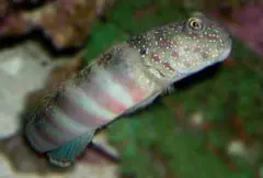 Luther's Watchman Goby 1