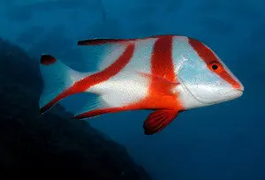 Red Emperor Snapper (1") 1