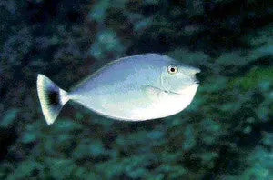 Unicorn Tang-4" 1