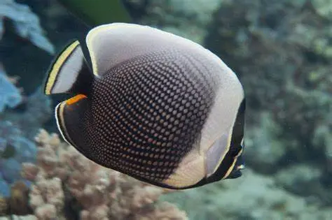 Reticulated Butterfly | Chaetodon Reticulatus 1