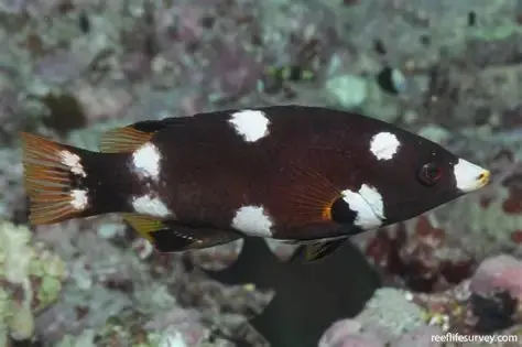 Axilspot Hogfish|Bodianus Axillaris (2") 1