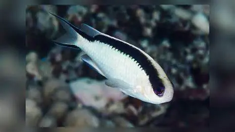 Tahitian Reef-Damsel (Pomachromis Fuscidorsalis) 1