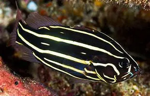 Six Line Soapfish ((Grammistes Sexlineatus) 1