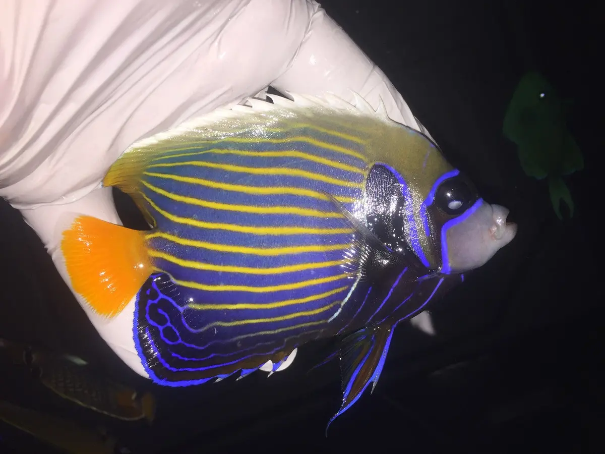 Imperator Angelfish-Adult 7"  Orange Tail  (Streamer Male) 1