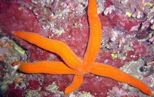 Orange Linkia Starfish 1