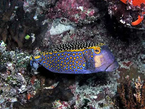 Blue Box Fish (Male) 1