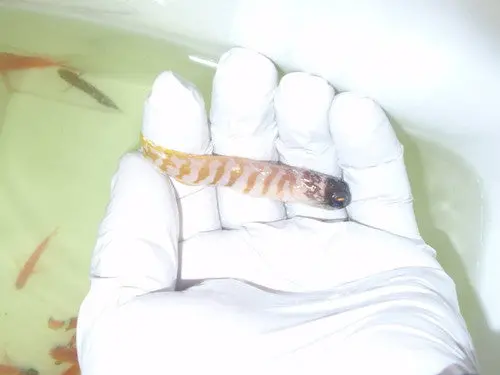 Red Head Jawfish 1