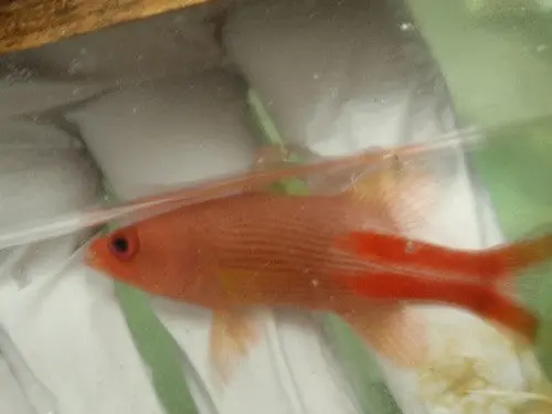 Yellow Reef Basslet 1
