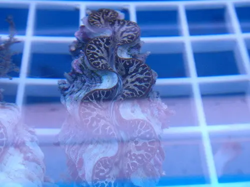 Gold Teardrop Maxima Clam | Tridacna Maxima-5" 1