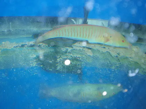 Ringed Wrasse (10-12") 1