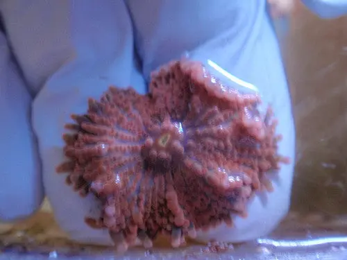 Mushrooms-Red Frilly 1