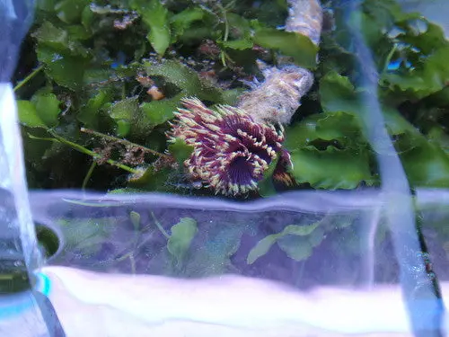 Hawaiian Feather Duster 1
