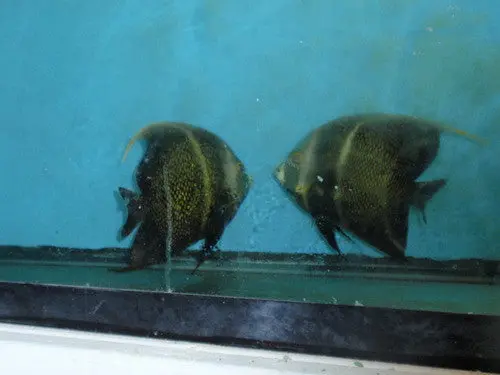 French Angelfish-True Mated  Pair 7” 1