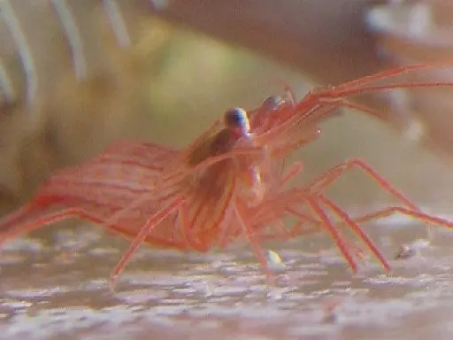 Peppermint Shrimp 1