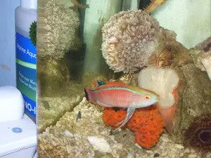 Phillipine Pylei Wrasse 1