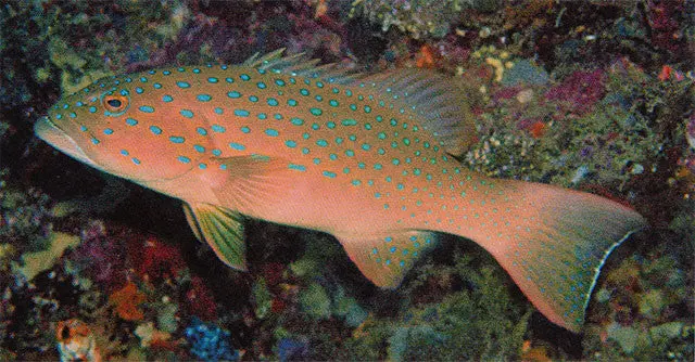 Blue Spotted Coral Grouper | Plectropomus Maculatus  5" 1