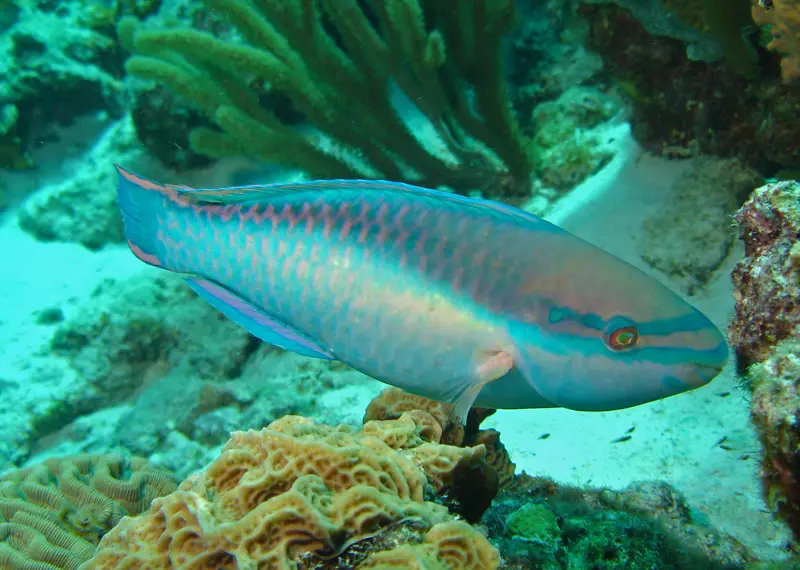 Princess Parrotfish (Scarus Taeniopterus) (3-4") 1