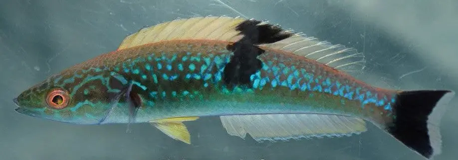 Side Spot Pencil Wrasse | Pseudojuloides Mesostigma 1
