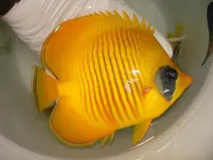 Golden Butterflyfish (Red Sea) - 4-5" 1
