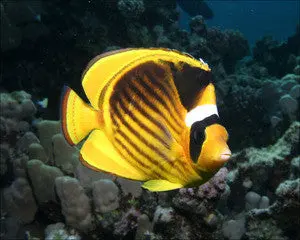 Racoon Butterfly-Austrailia (3") 1