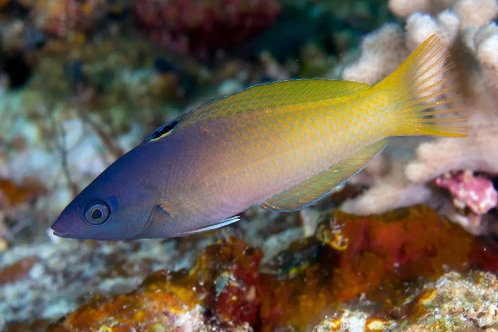 Twotone Wrasse | Halichoeres Prosopeion (4") 1