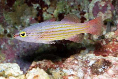 Pinstriped Basslet (Liopropoma Susumi) 1