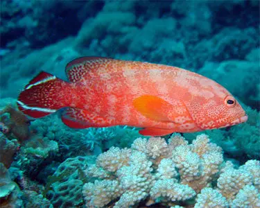 V-Tail Grouper (Cephalopholis Urodeta)-4" 1