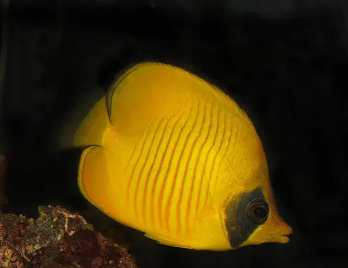 Golden Butterflyfish | Chaetodon Semilarvatus (2") 1